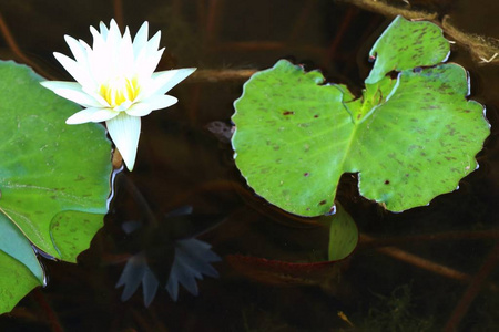 热带美丽的莲花