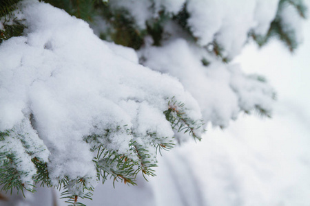 冬天下雪的背景。 森林中覆盖着雪的杉树枝