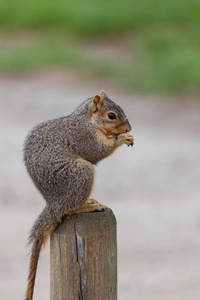 小森林动物, 有红色毛皮, 浓密的尾巴和穗上的流苏.