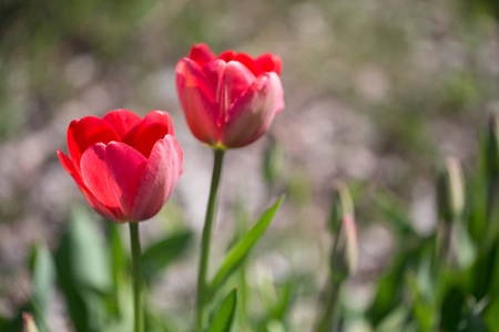 阳光明媚的春天, 公园里的两片红色郁金香