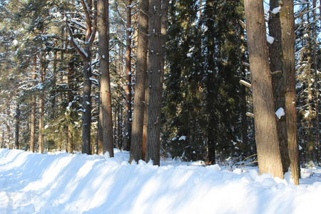 冬天白雪覆盖的森林景观。俄罗斯有寒冷的冬天。霜林多雪..美丽的冬季景观在他们的美丽中引人注目。容易的太阳镀金的树木出现。