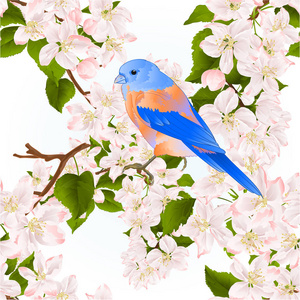 无缝纹理小鸟画眉蓝鸟在苹果树上与花，复古矢量插图可编辑手绘