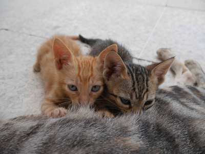 两只小猫吸一只猫图片