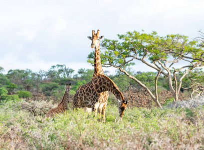 南部非洲热带草原长颈鹿一家