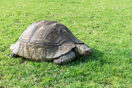 草地上的大象乌龟。