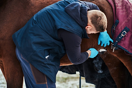 兽医在户外牧场治疗棕色纯种马 , 使用低温破坏的状瘤去除程序