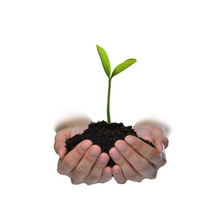 双手捧着一株绿色的年轻植物,与白色背景隔离照片