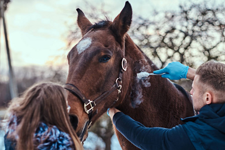 兽医与他的助手治疗棕色纯种马 , 状瘤去除程序使用冷冻破坏 , 在一个室外牧场
