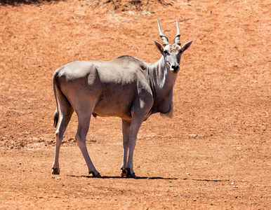 南非热带草原上的一头艾兰公牛