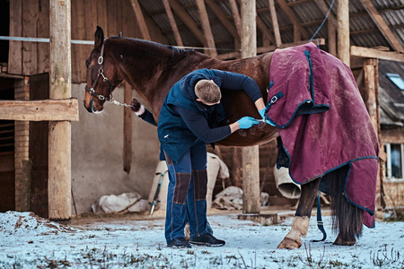 兽医在户外牧场治疗棕色纯种马 , 使用低温破坏的状瘤去除程序