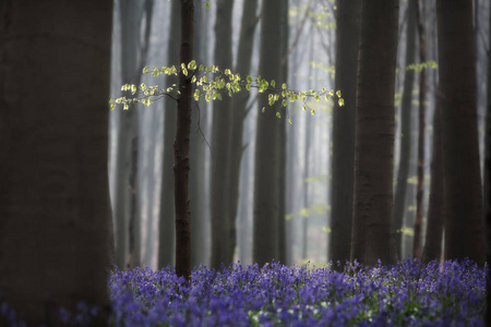 新开始或开始希望和纯洁的信息的概念.照片