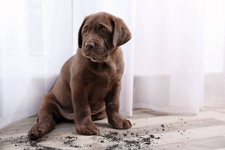 巧克力拉布拉多猎犬小狗和泥土在室内地板上