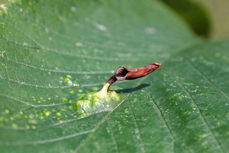 榆树蚜虫或榆树袋蚜虫蚜虫在榆树或榆树绿叶上