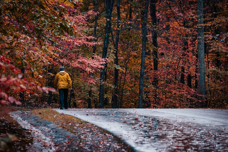 五颜六色的秋林路径自然让树木拥挤的橙红色公园路小道外走