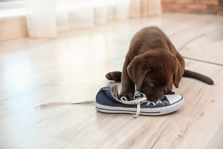 巧克力拉布拉多猎犬小狗在室内地板上玩运动鞋。 文本空间