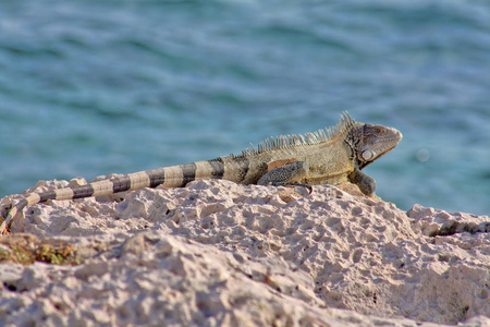 西班牙岛上的海洋鬣蜥, 加拉帕戈斯国家公园, ecuad加拉帕戈土地鬣蜥