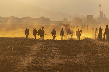 日出时，一群马在墨西哥农场的田野里奔跑