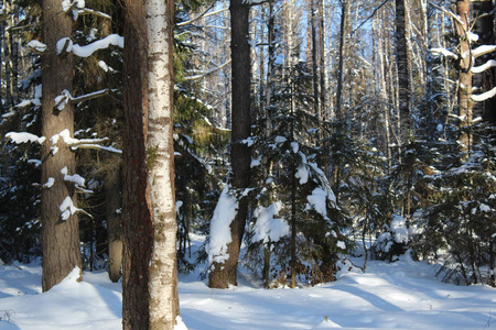 冬天白雪覆盖的森林景观。俄罗斯有寒冷的冬天。霜林里有很多雪。 美丽的冬季景观在他们的美丽中引人注目。阳光照耀着树木。