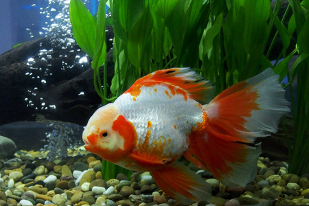 水族馆里的鱼或金鱼摄影图