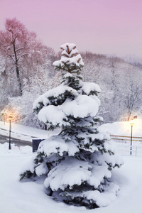 美丽的冬季景观与雪杉树。 公园里满是雪的树