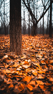 五颜六色的秋天叶子在地面特写仪自然黄色红色森林基地自然