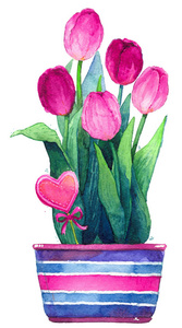 郁金香，花盆，鲜花，礼物，粉红色水彩插图，孤立