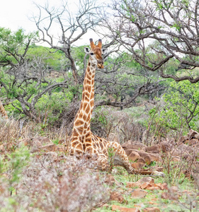 南非热带草原上的长颈鹿