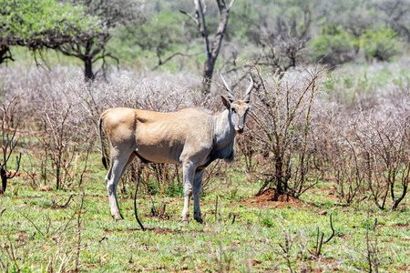站在南非热带草原上的一头埃兰公牛
