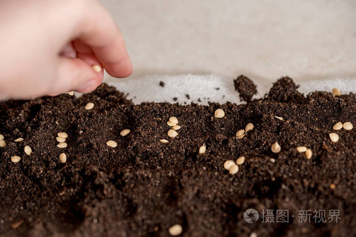 在窗台上种植甜椒种子照片-正版商用图片18pcm0-摄图新视界