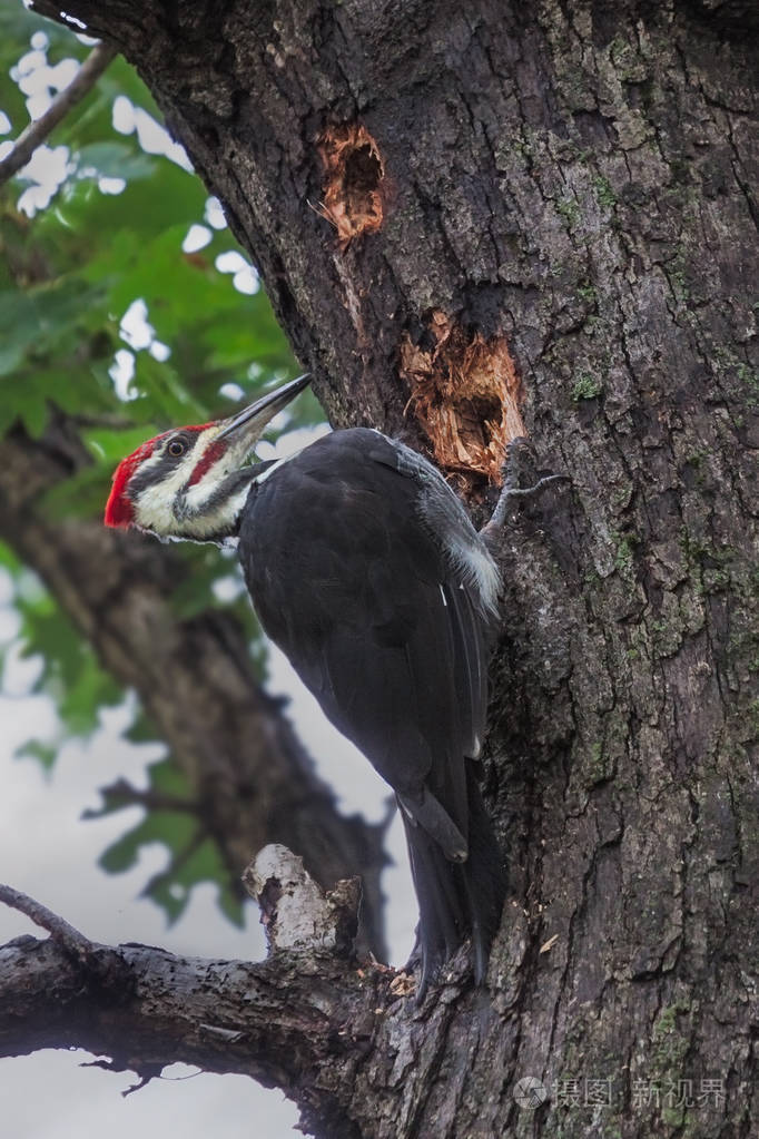 一堆啄木鸟在树上啄两个洞寻找树液和昆虫
