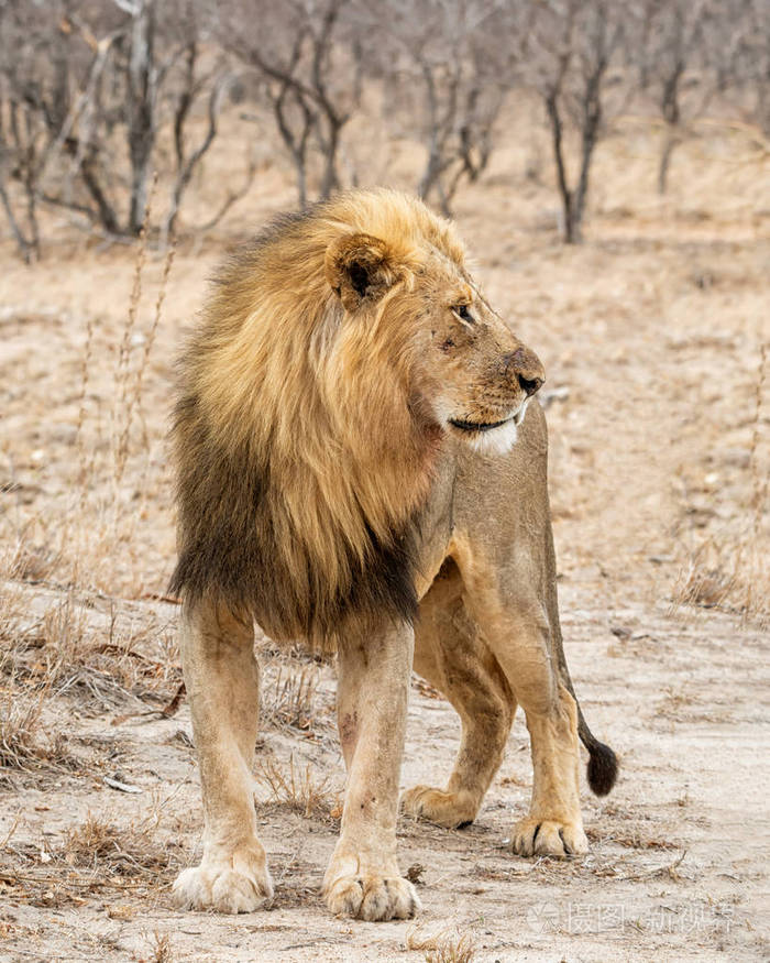 南非热带草原的雄狮