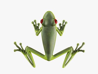 绿色青蛙顶部视图白色背景3D渲染
