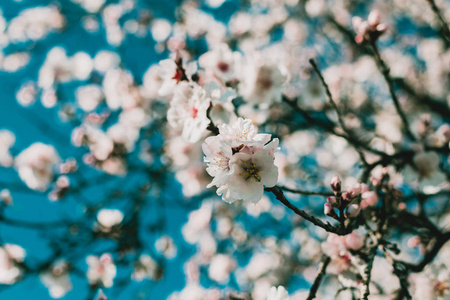 春天开花的背景。美丽的自然场景与盛开的树木在阳光明媚的日子。春天的花朵。春天美丽的果园。抽象模糊的背景