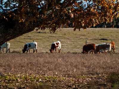 奶牛在农村放牧
