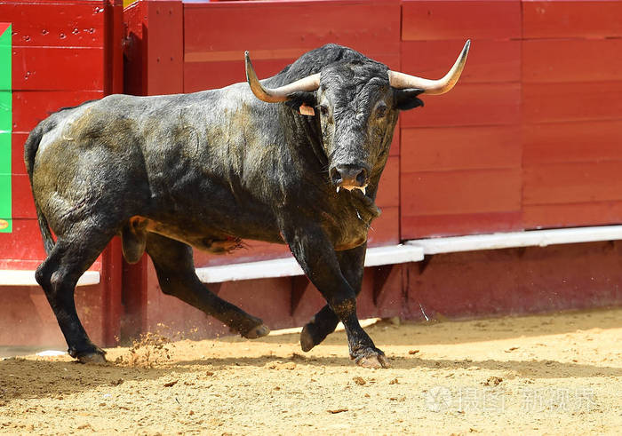 西班牙的大公牛