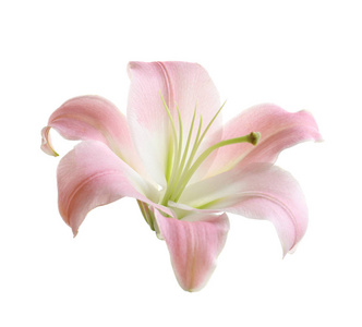白色背景下美丽的粉红色百合花