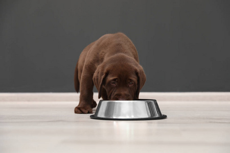 巧克力拉布拉多猎犬小狗在室内吃碗里的食物照片