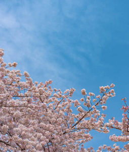 樱花樱花节。 樱花在日本东京巨罗河春季盛开。 许多来日本的游客选择在樱花季节旅行。
