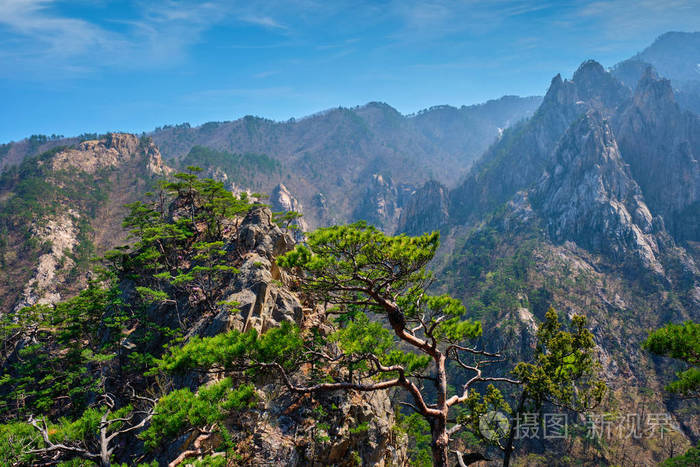 韩国seoraksan 国家公园松树和岩石悬崖