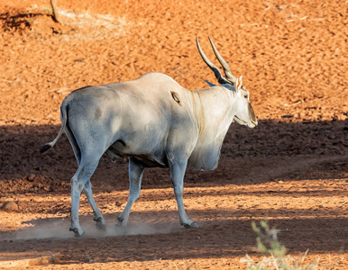 南非热带草原上的一头艾兰公牛