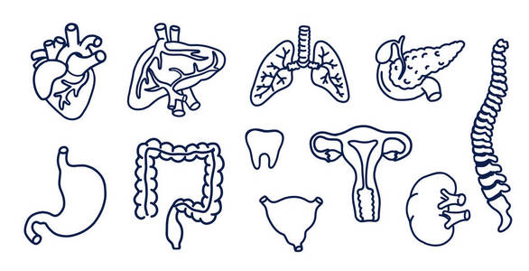 人内部器官的向量线艺术集合