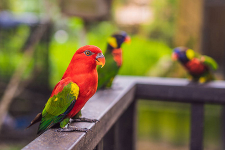 亚马逊金刚鹦鹉对丛林的五颜六色的肖像。在绿色背景上看到野生鹦鹉的侧视图。野生动物和雨林异国情调的热带鸟类作为受欢迎的宠物品种