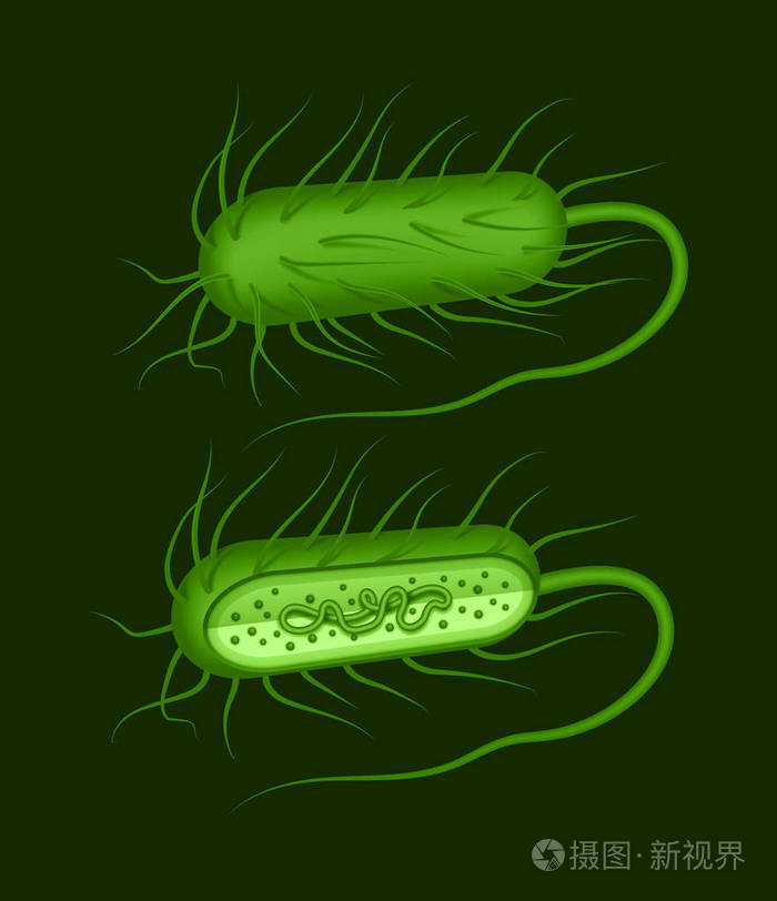 在dak背景上分离出的绿色棒状杆菌的载体说明