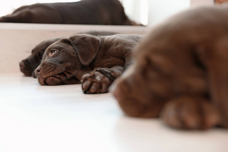 巧克力拉布拉多猎犬小狗睡在室内地板上