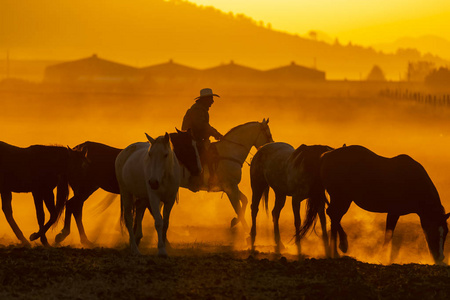 日出时，一个墨西哥的查罗在一个墨西哥牧场上围着一群马跑过田野