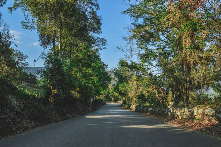 森林里的汽车路