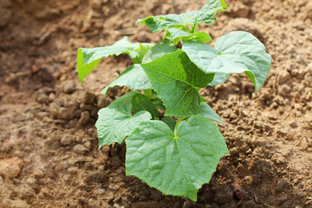 黄瓜植物生长在花园床照片