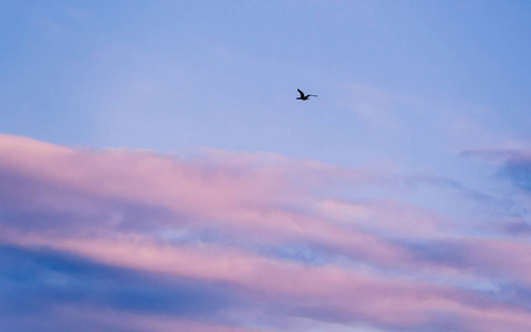 飞行中的黑色野鸭，粉红色和蓝色的云