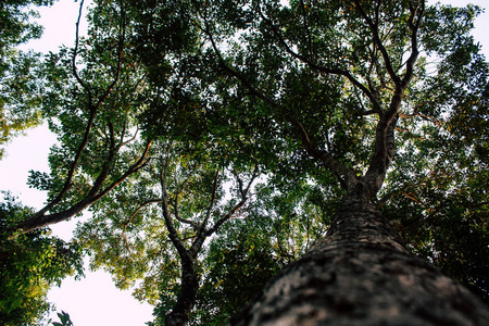 印度南部丛林中一棵树的景色