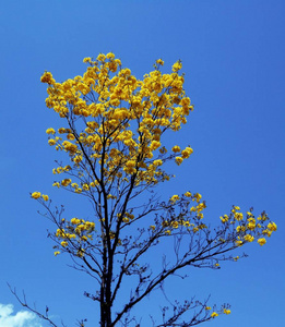 蛹被称为黄花，它是一种观赏树，在任何地方都能提供很好的混合颜色